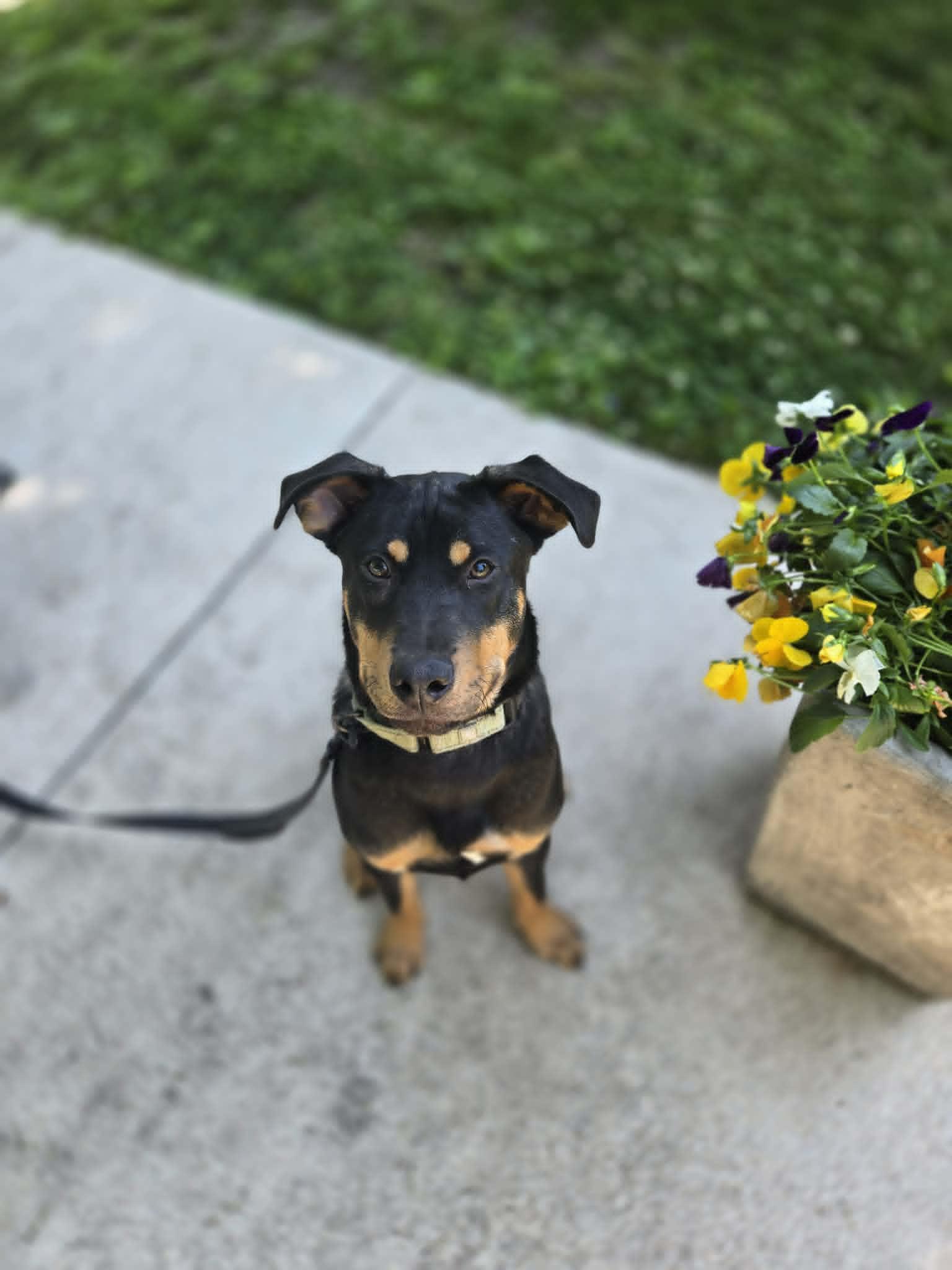 Josh, a ADOPTABLE mixed breed in De Pere, WI image 6/6