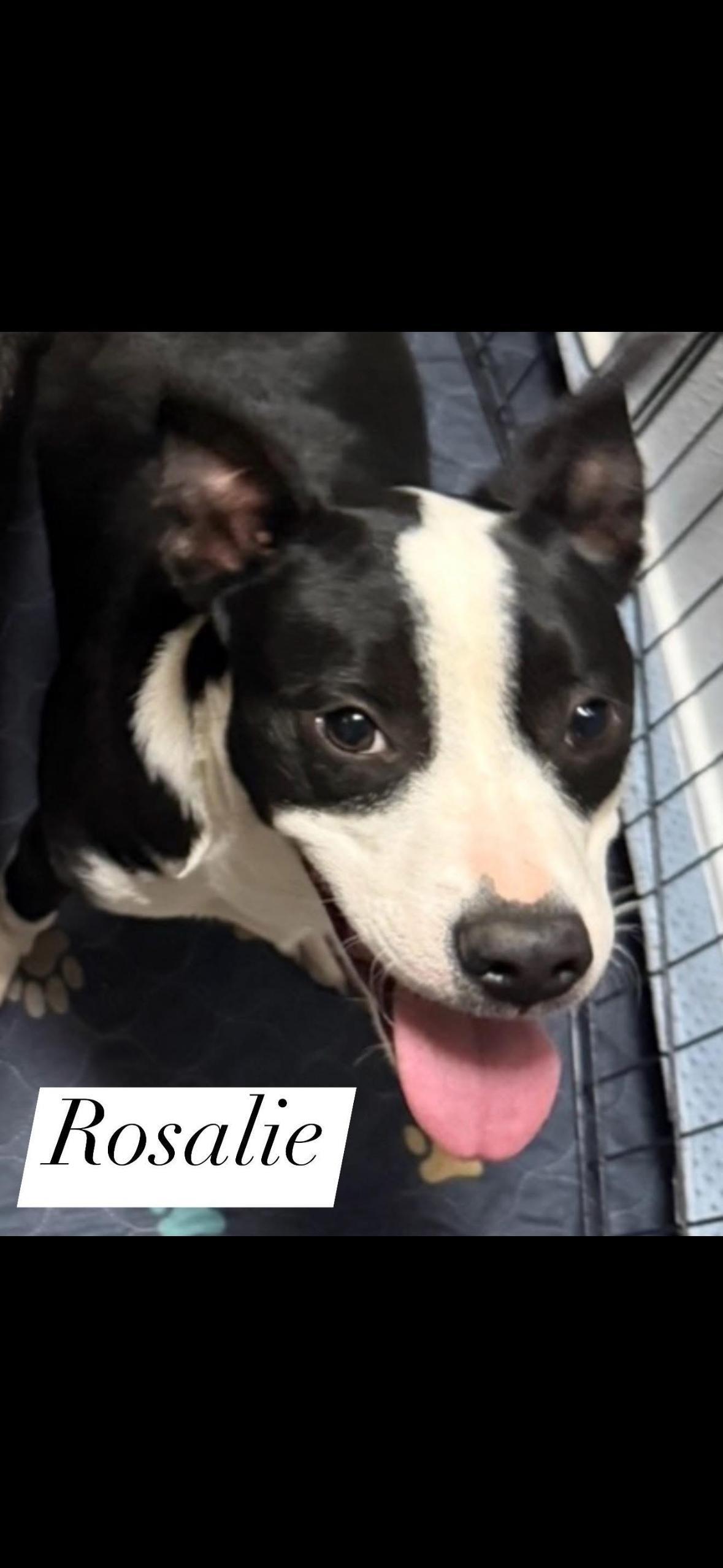 Enlarge Rosalie, a Adoptable mixed breed in Choctaw, OK image 1/1