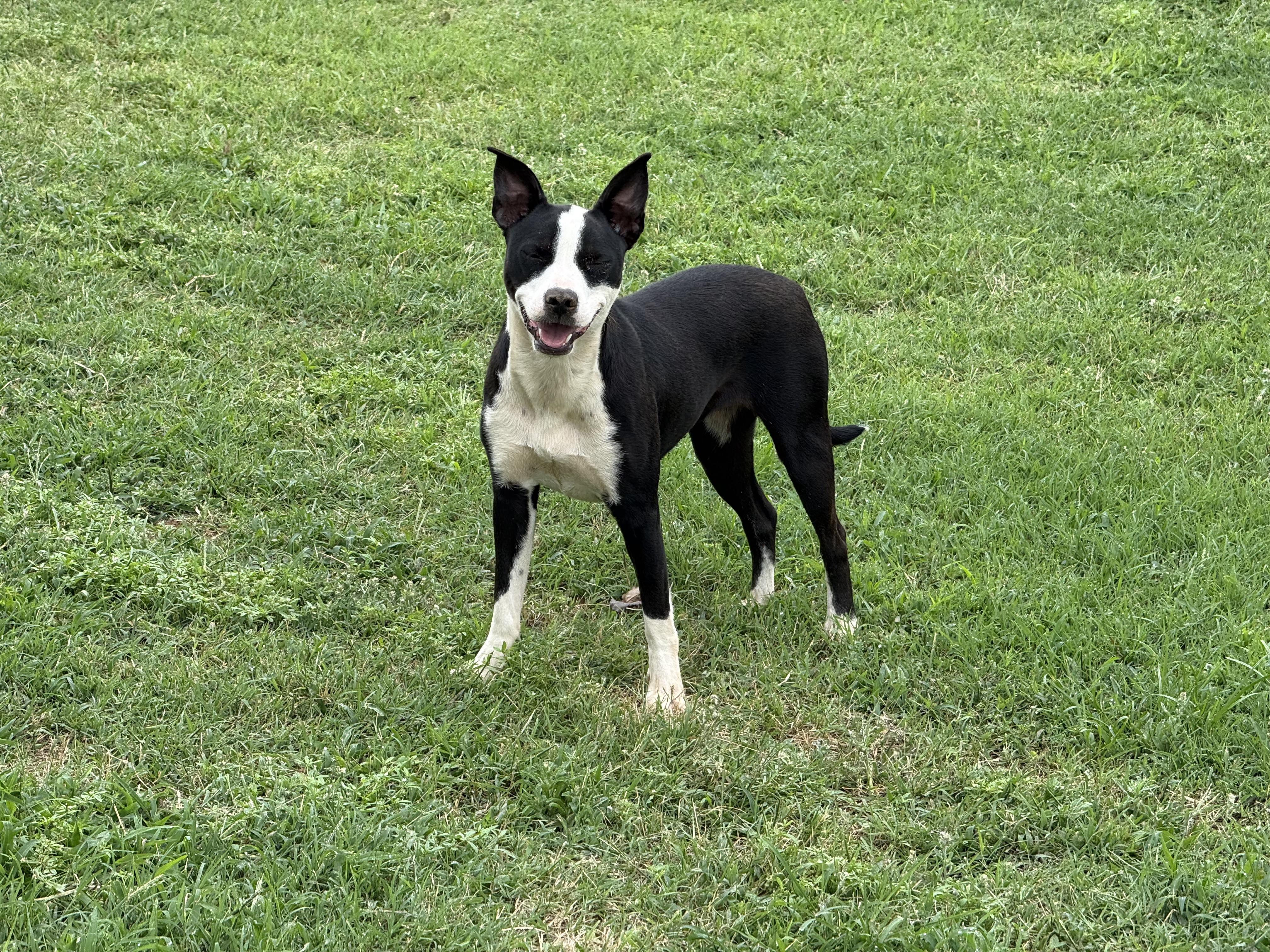 Enlarge Rosalie, a Adoptable mixed breed in Choctaw, OK image 2/2