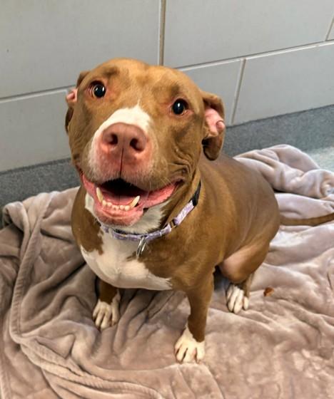 ALLEGRA, Adoptable, Adult Female Pit Bull Terrier.