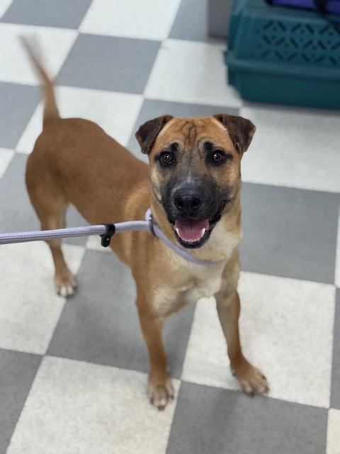 Enlarge Ice Cream, a ADOPTABLE mixed breed in Benton Harbor, MI image 5/6