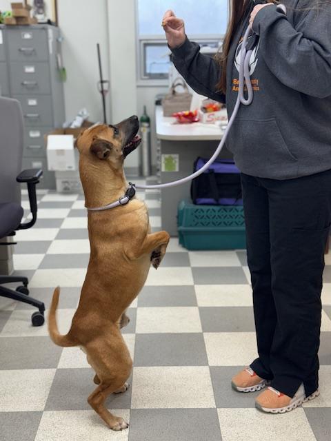 Enlarge Ice Cream, a ADOPTABLE mixed breed in Benton Harbor, MI image 2/6