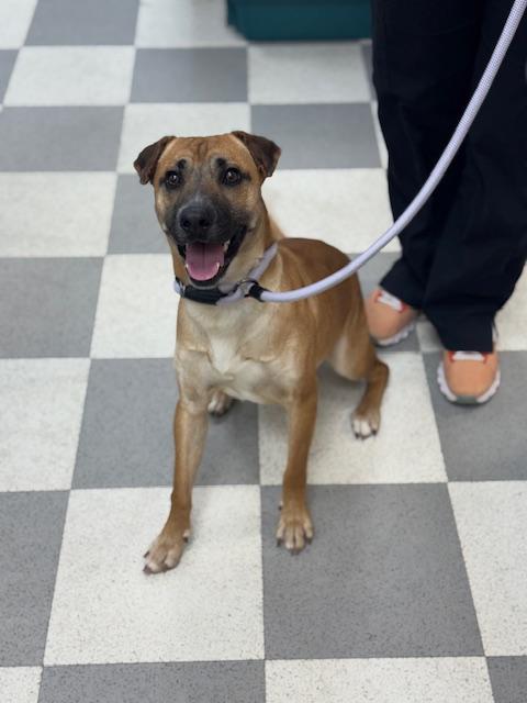 Enlarge Ice Cream, a ADOPTABLE mixed breed in Benton Harbor, MI image 4/6