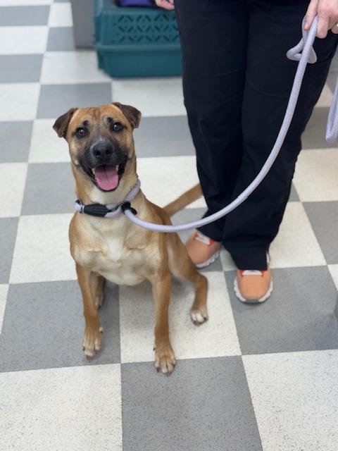 Enlarge Ice Cream, a ADOPTABLE mixed breed in Benton Harbor, MI image 6/6