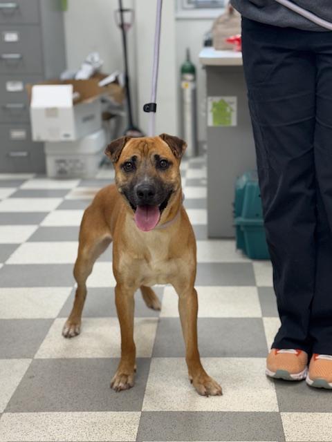 Enlarge Ice Cream, a ADOPTABLE mixed breed in Benton Harbor, MI image 3/6