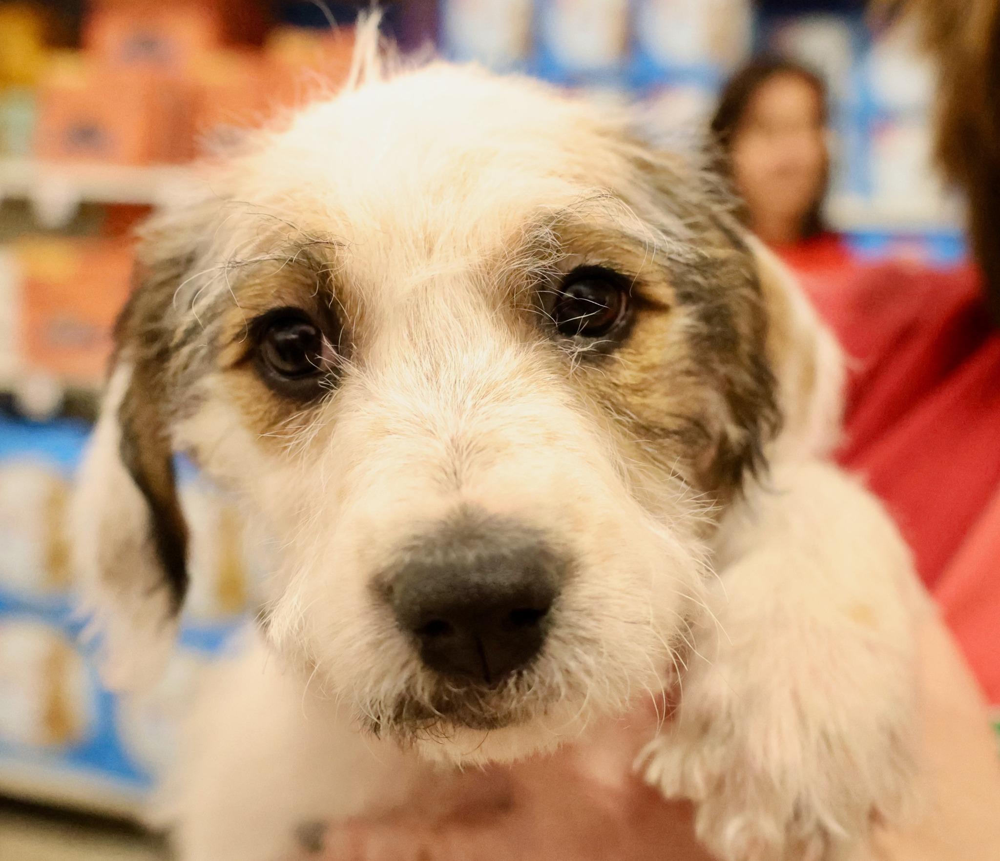 Butterscotch, adoptable, Puppy Female Poodle & Mixed Breed.