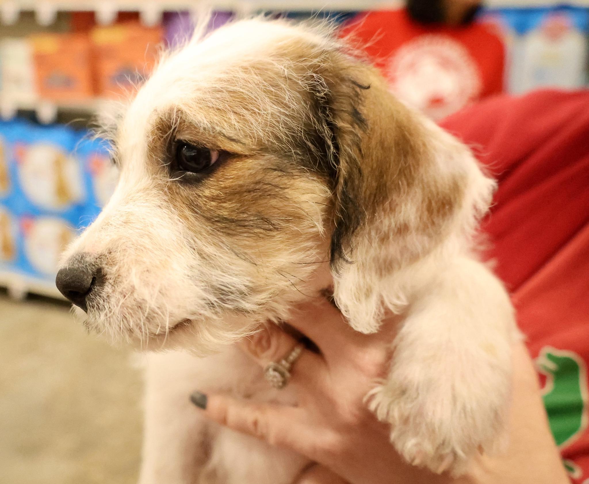 Enlarge Butterscotch, an adoptable mixed breed in Palatine, IL image 4/5