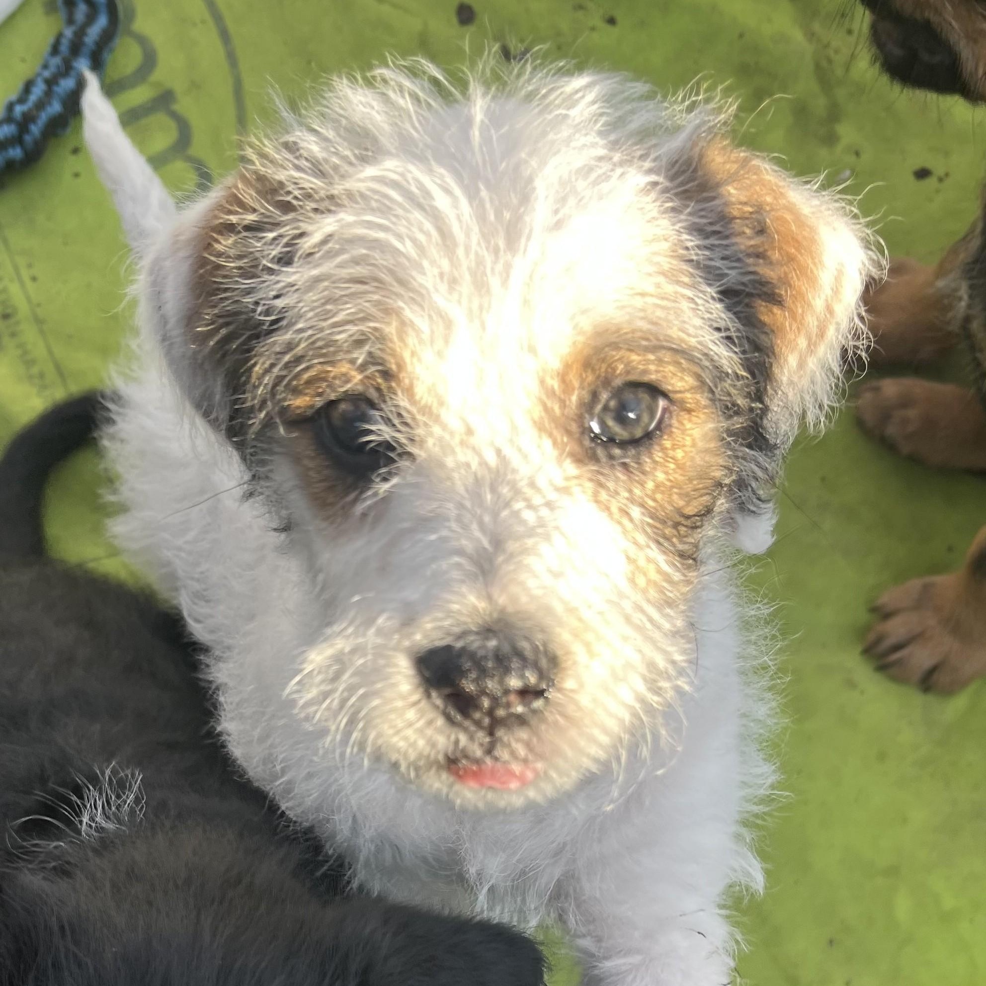 Enlarge Butterscotch, an adoptable mixed breed in Palatine, IL image 2/5