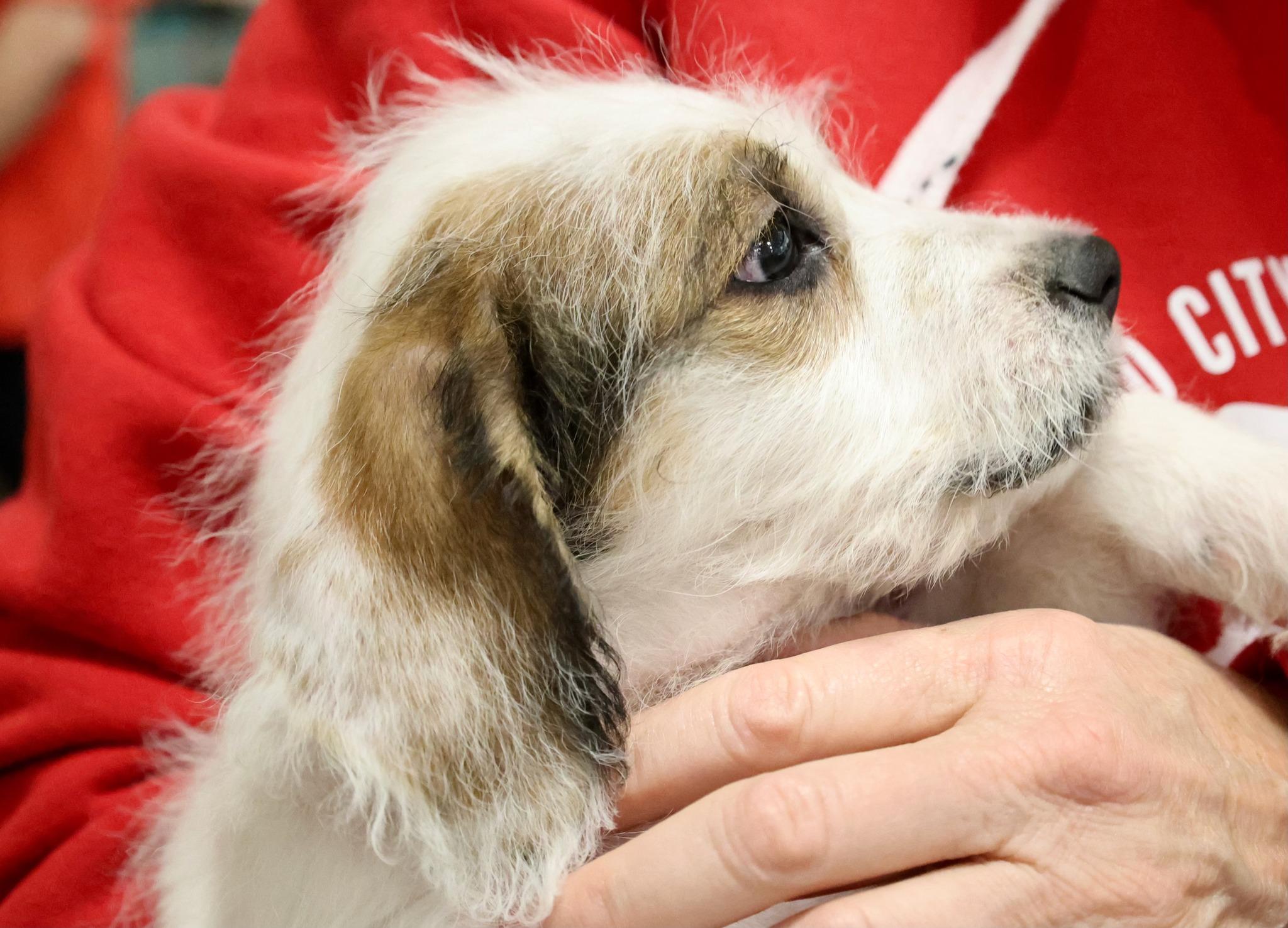 Enlarge Butterscotch, an adoptable mixed breed in Palatine, IL image 5/5