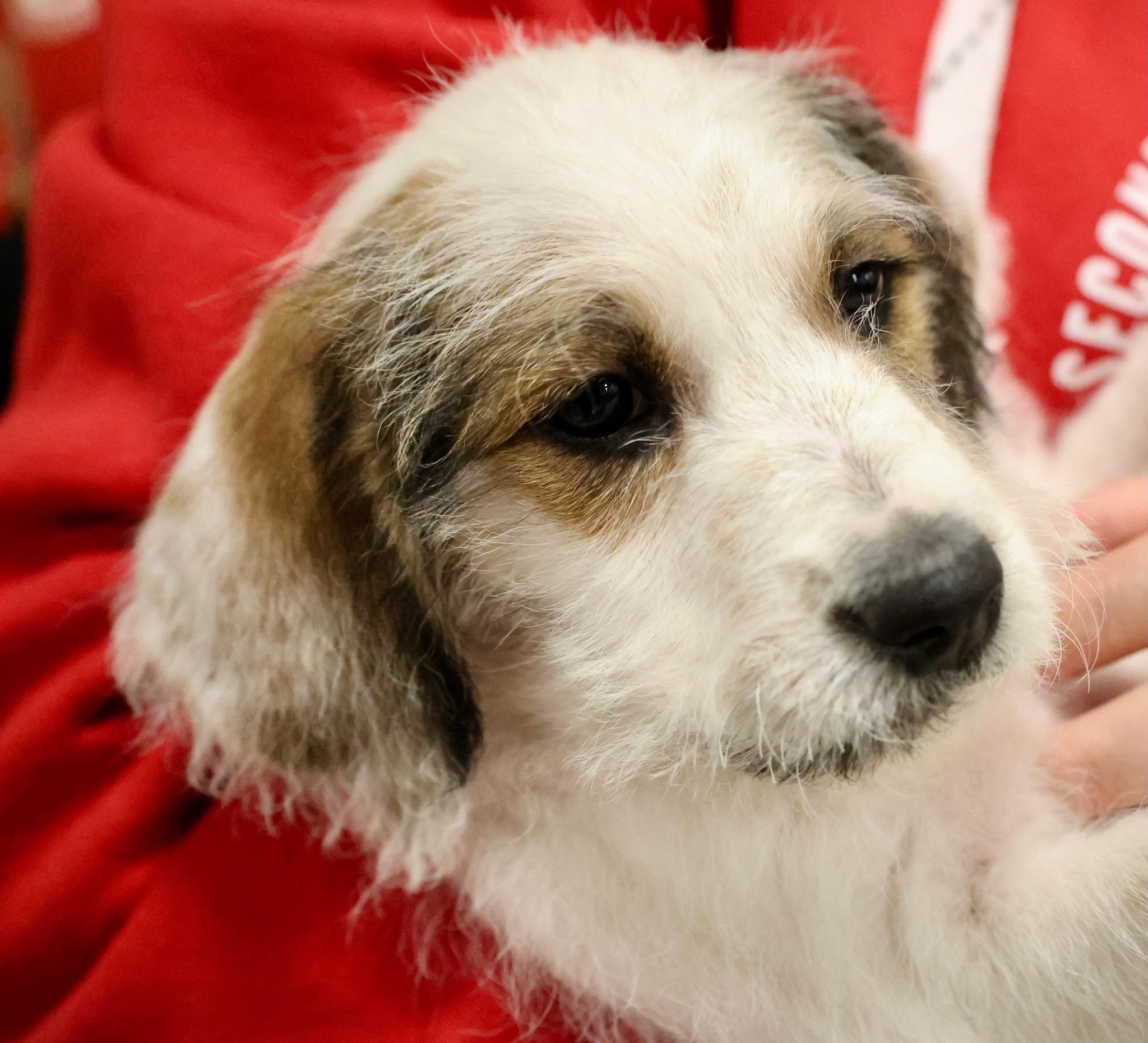 Enlarge Butterscotch, an adoptable mixed breed in Palatine, IL image 3/5
