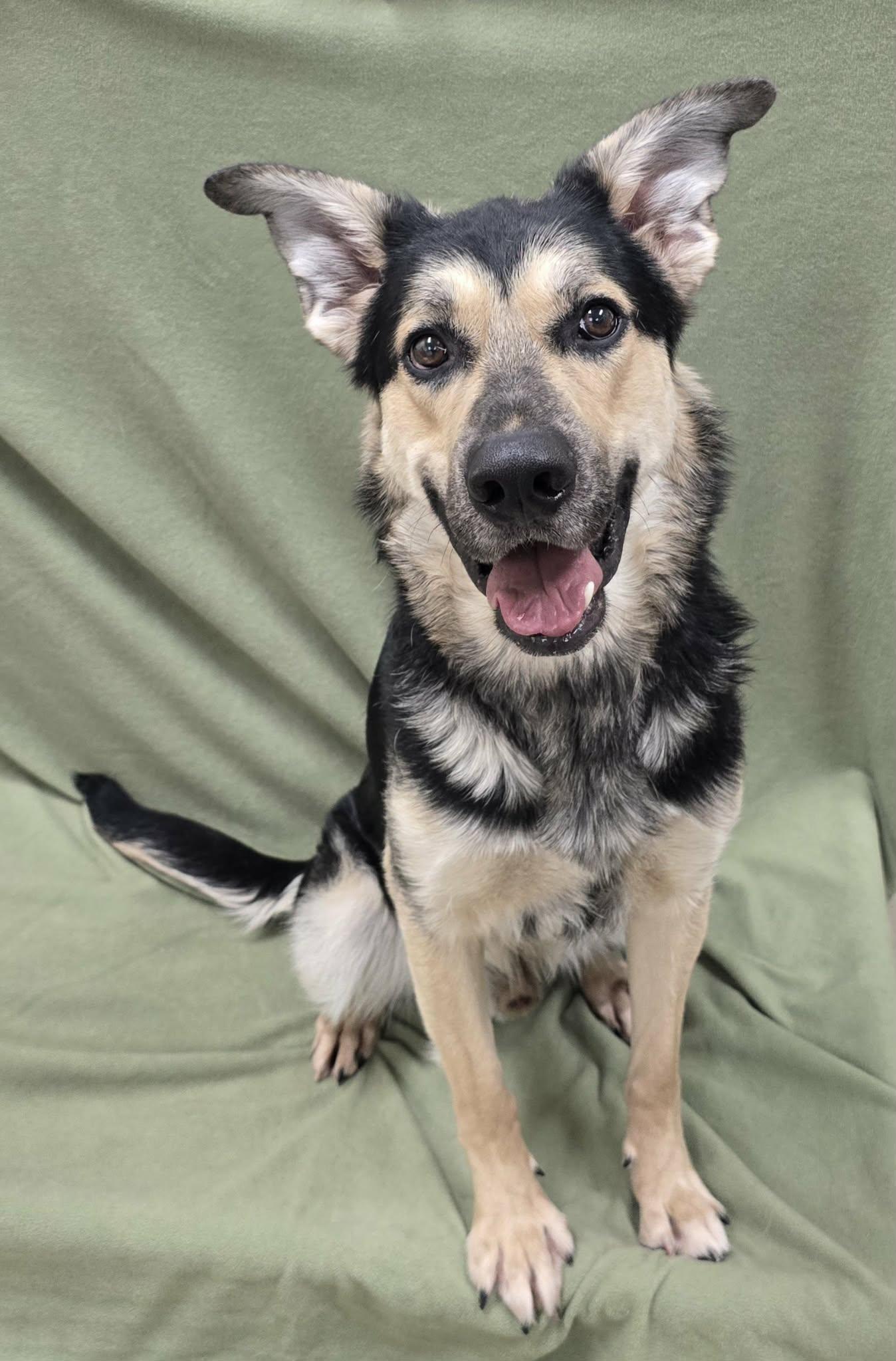 Enlarge Rico, an adoptable mixed breed in Frankfort, IN image 2/4