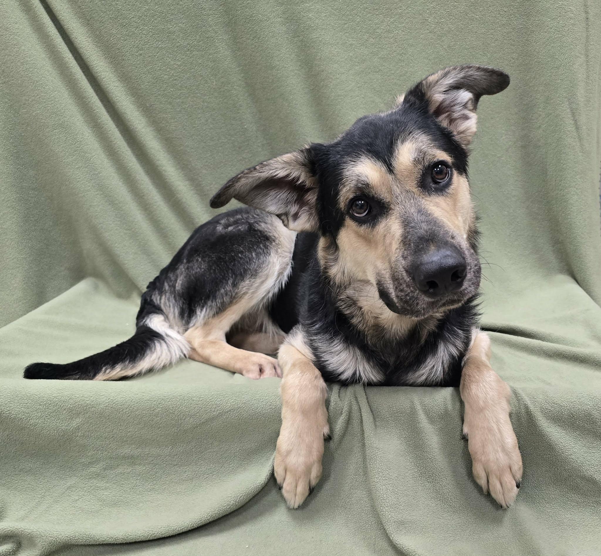 Enlarge Rico, an adoptable mixed breed in Frankfort, IN image 3/4
