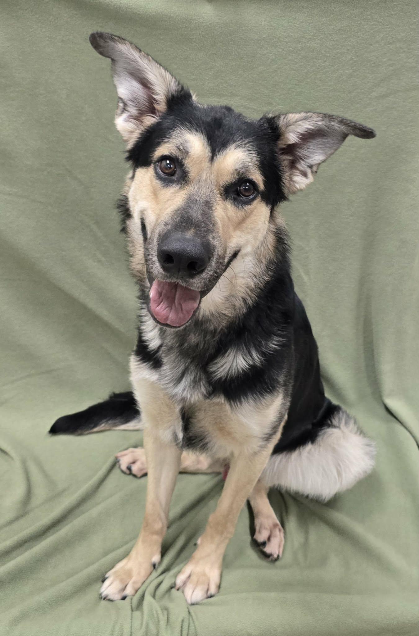 Enlarge Rico, an adoptable mixed breed in Frankfort, IN image 4/4