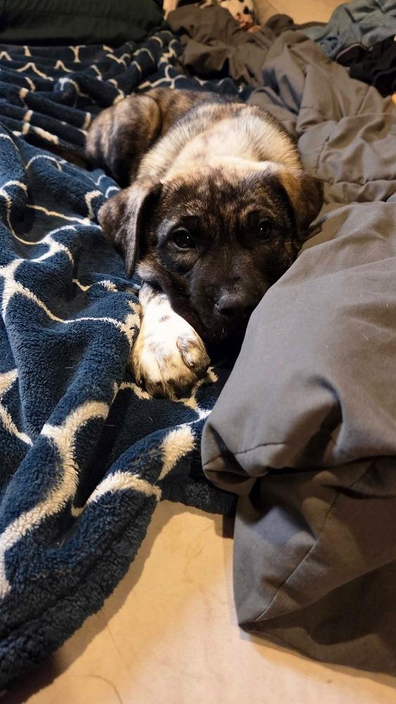 Enlarge Sage, a Adoptable mixed breed in Bellingham, WA image 1/5