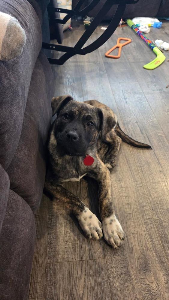 Enlarge Sage, a Adoptable mixed breed in Bellingham, WA image 3/5