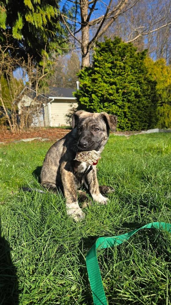 Enlarge Sage, a Adoptable mixed breed in Bellingham, WA image 4/5