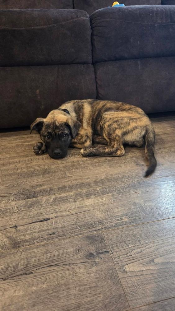 Enlarge Sage, a Adoptable mixed breed in Bellingham, WA image 5/5