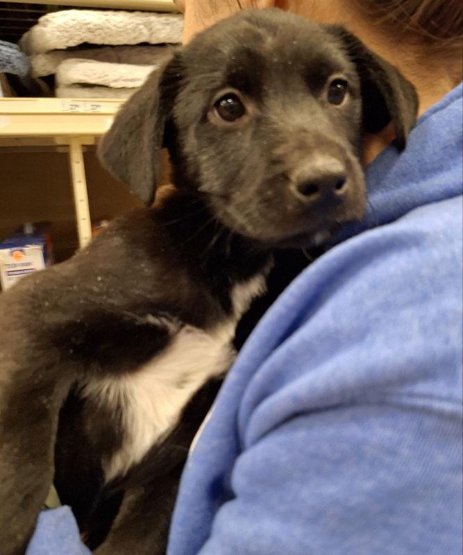 Santa Claus, a Adoptable Labrador Retriever in House Springs, MO image 1/3