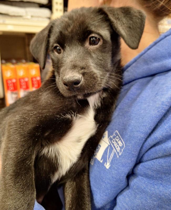 Santa Claus, a Adoptable Labrador Retriever in House Springs, MO image 3/3