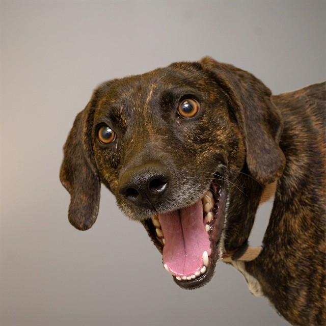 Enlarge BRUNO, a Adoptable mixed breed in Cookeville, TN image 1/1