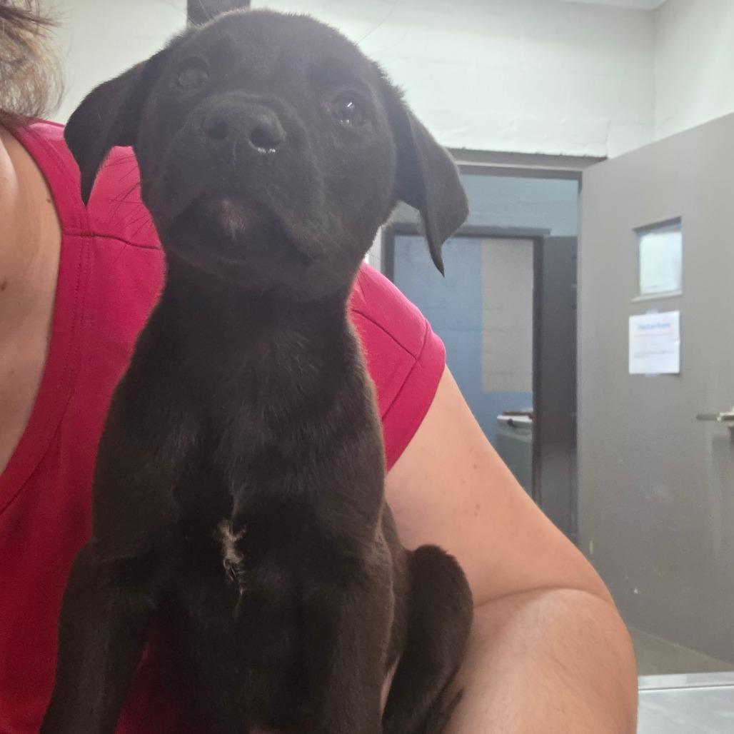Champ, a Adoptable Black Labrador Retriever in Clanton, AL image 1/2