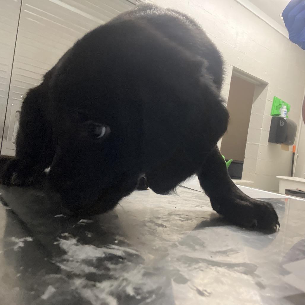 Champ, a Adoptable Black Labrador Retriever in Clanton, AL image 2/2