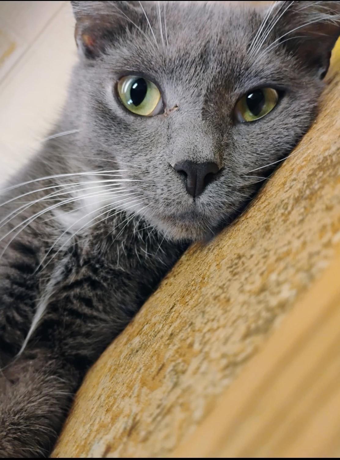 Silver, a Adoptable Domestic Short Hair in Shippenville, PA image 2/4