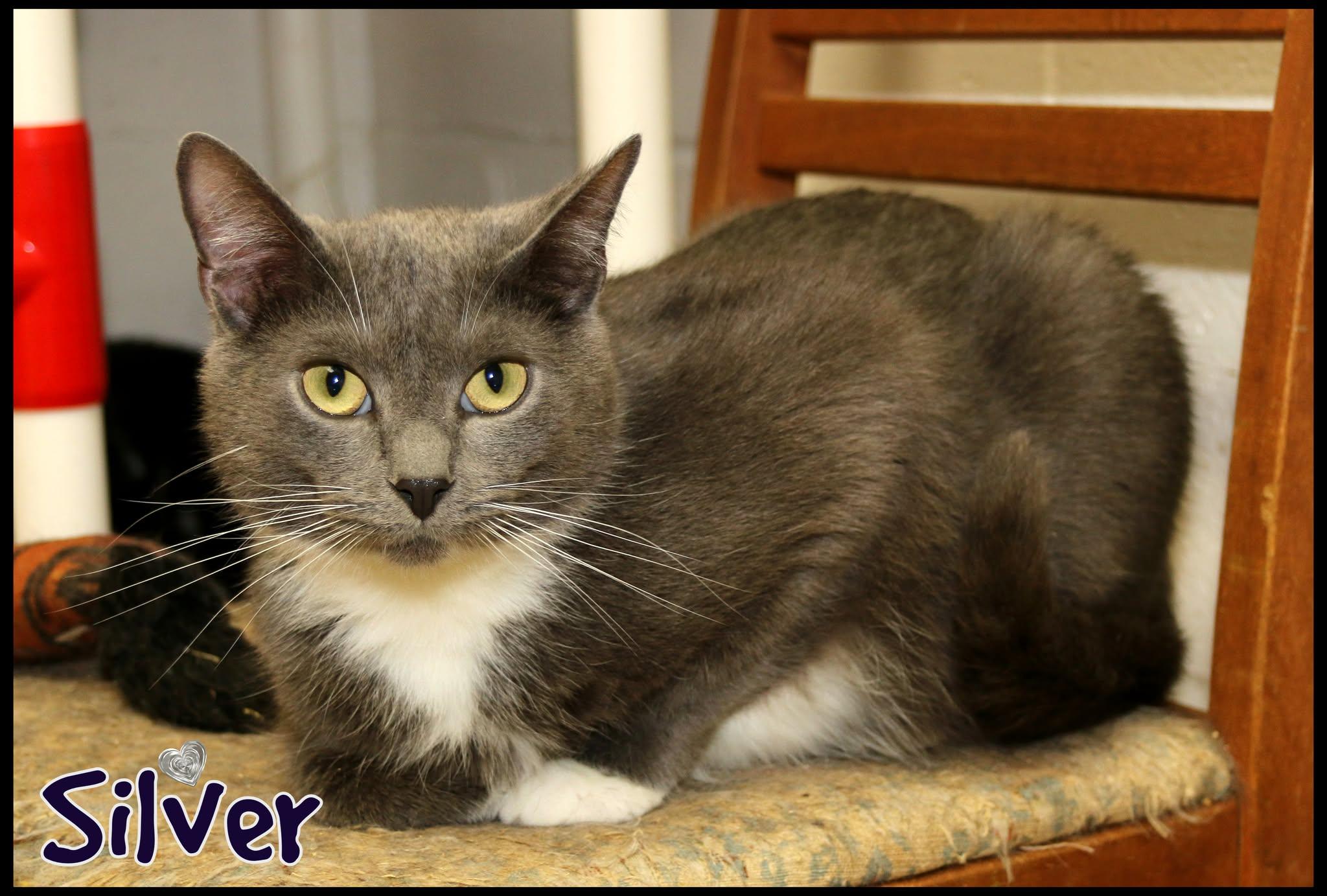 Silver, a Adoptable Domestic Short Hair in Shippenville, PA image 3/4