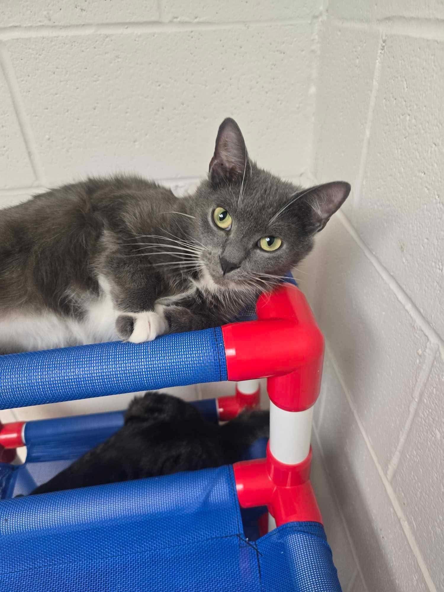 Silver, a Adoptable Domestic Short Hair in Shippenville, PA image 4/4