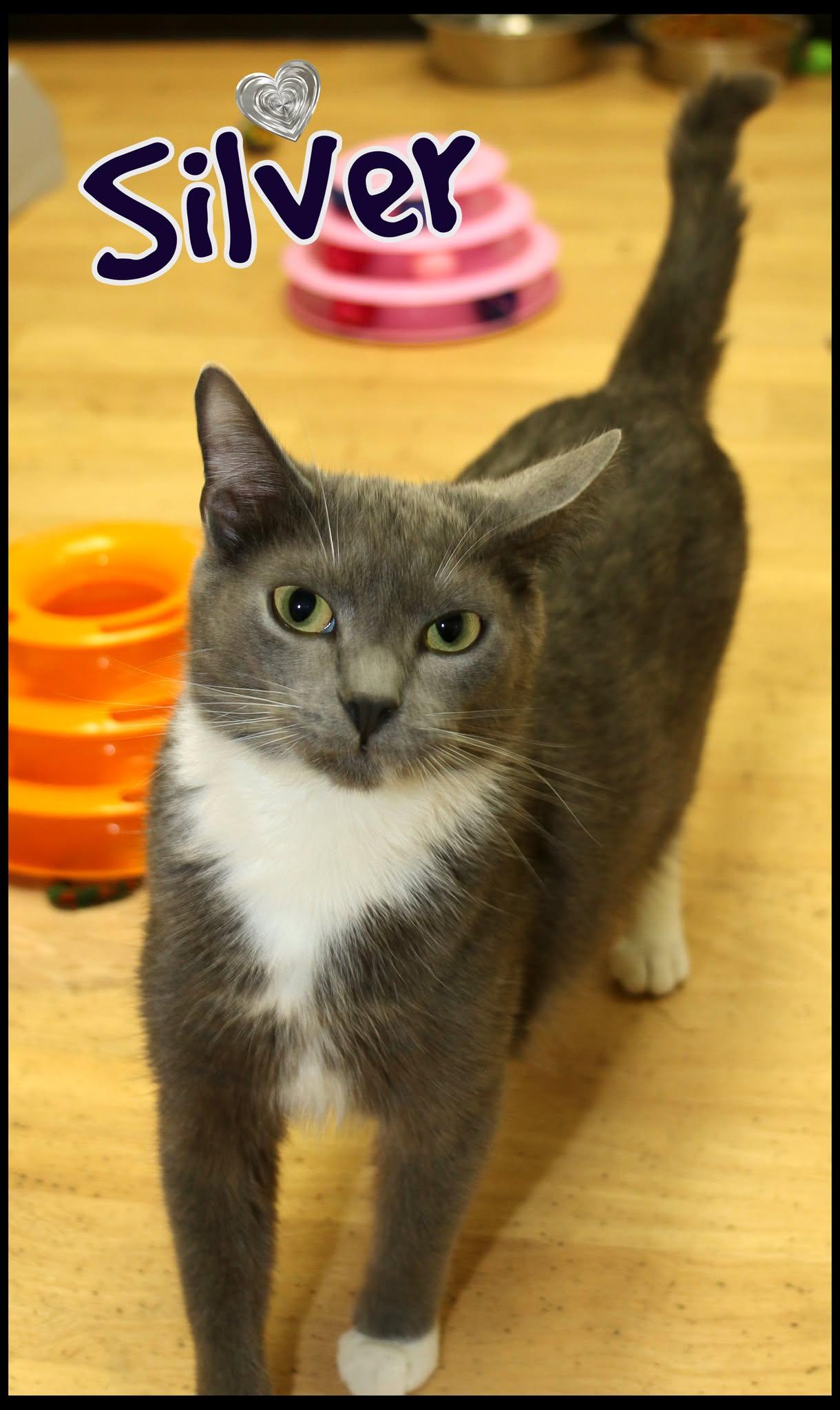 Silver, Adoptable, Young Male Domestic Short Hair.