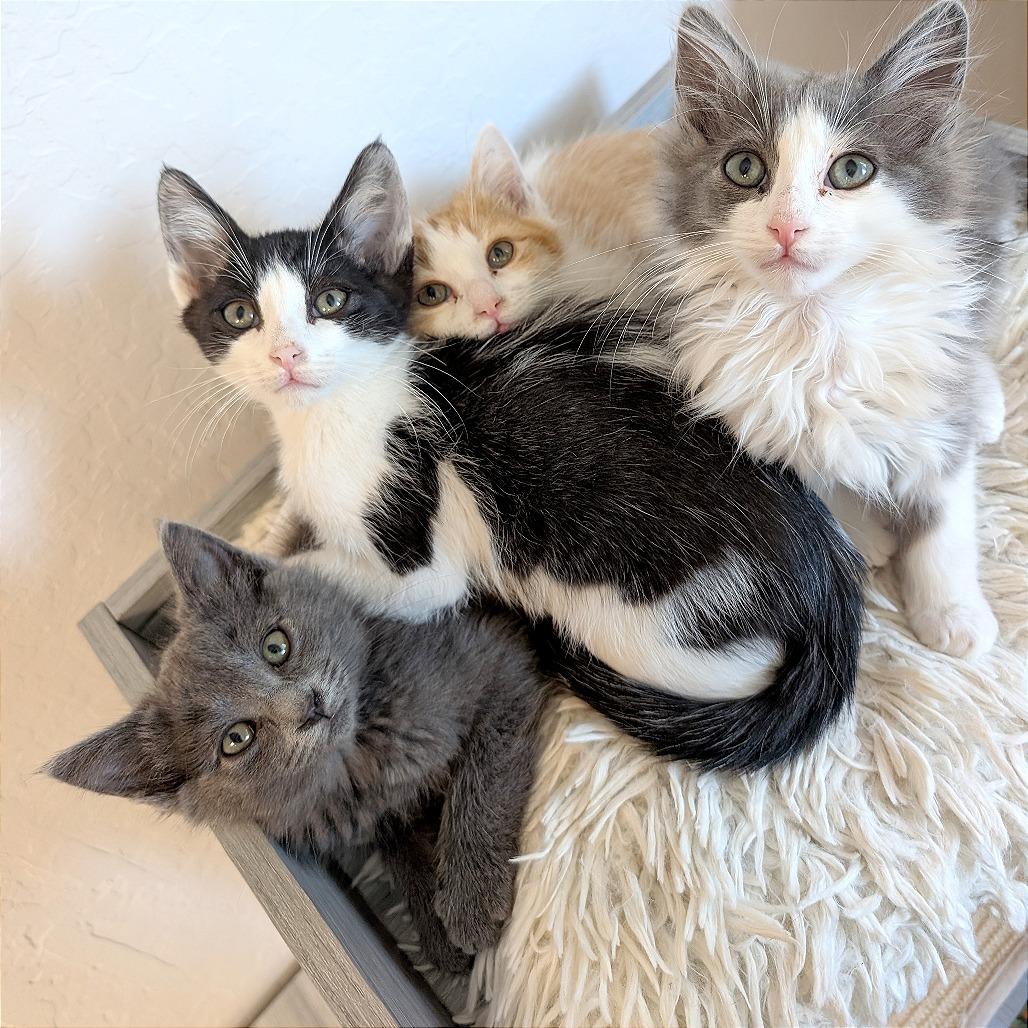 Barney, Adoptable, Kitten Male Domestic Short Hair.