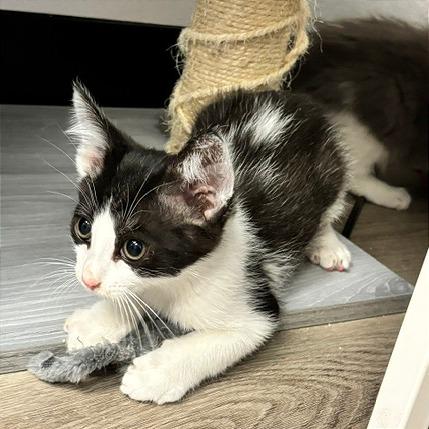 Enlarge Barney, a Adoptable Domestic Short Hair in Pleasant Hill, CA image 2/5