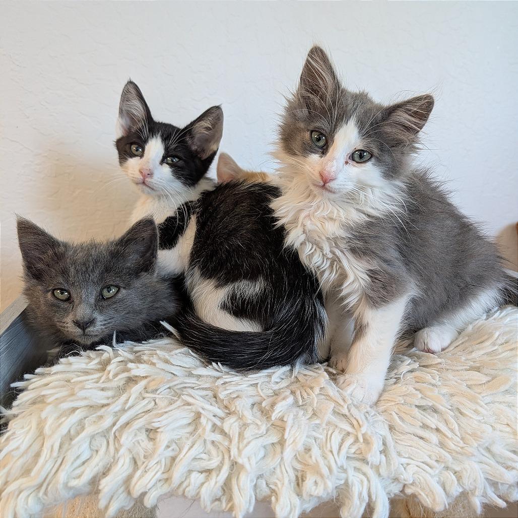Enlarge Barney, a Adoptable Domestic Short Hair in Pleasant Hill, CA image 3/5