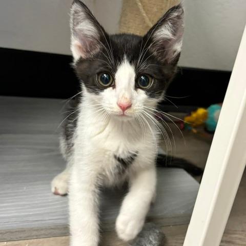 Enlarge Barney, a Adoptable Domestic Short Hair in Pleasant Hill, CA image 4/5