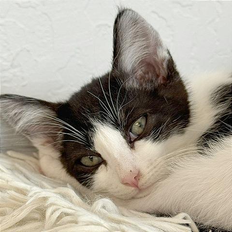 Enlarge Barney, a Adoptable Domestic Short Hair in Pleasant Hill, CA image 5/5