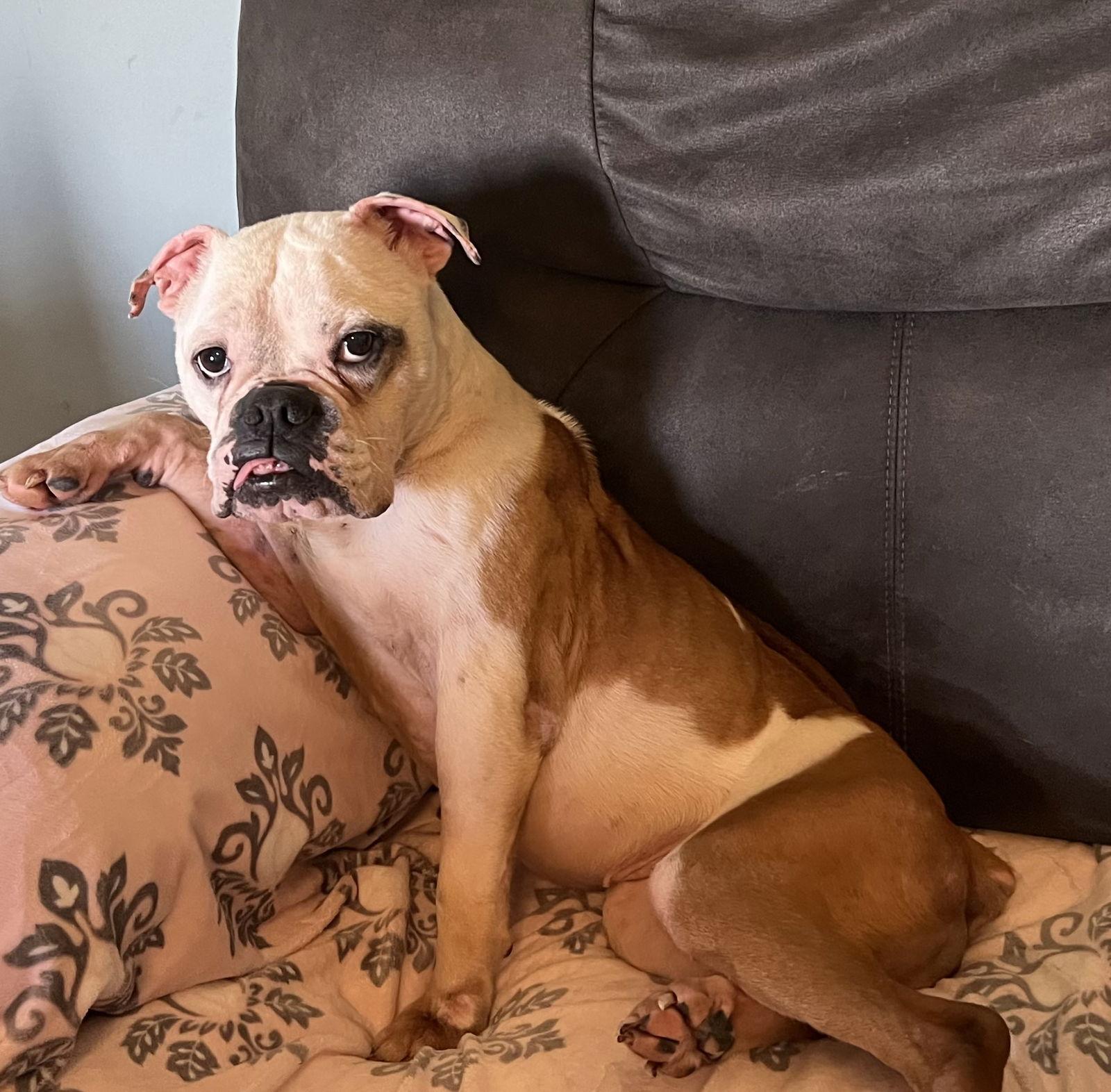Sweet Tart, a Adoptable American Bulldog in Richmond, VA image 1/3