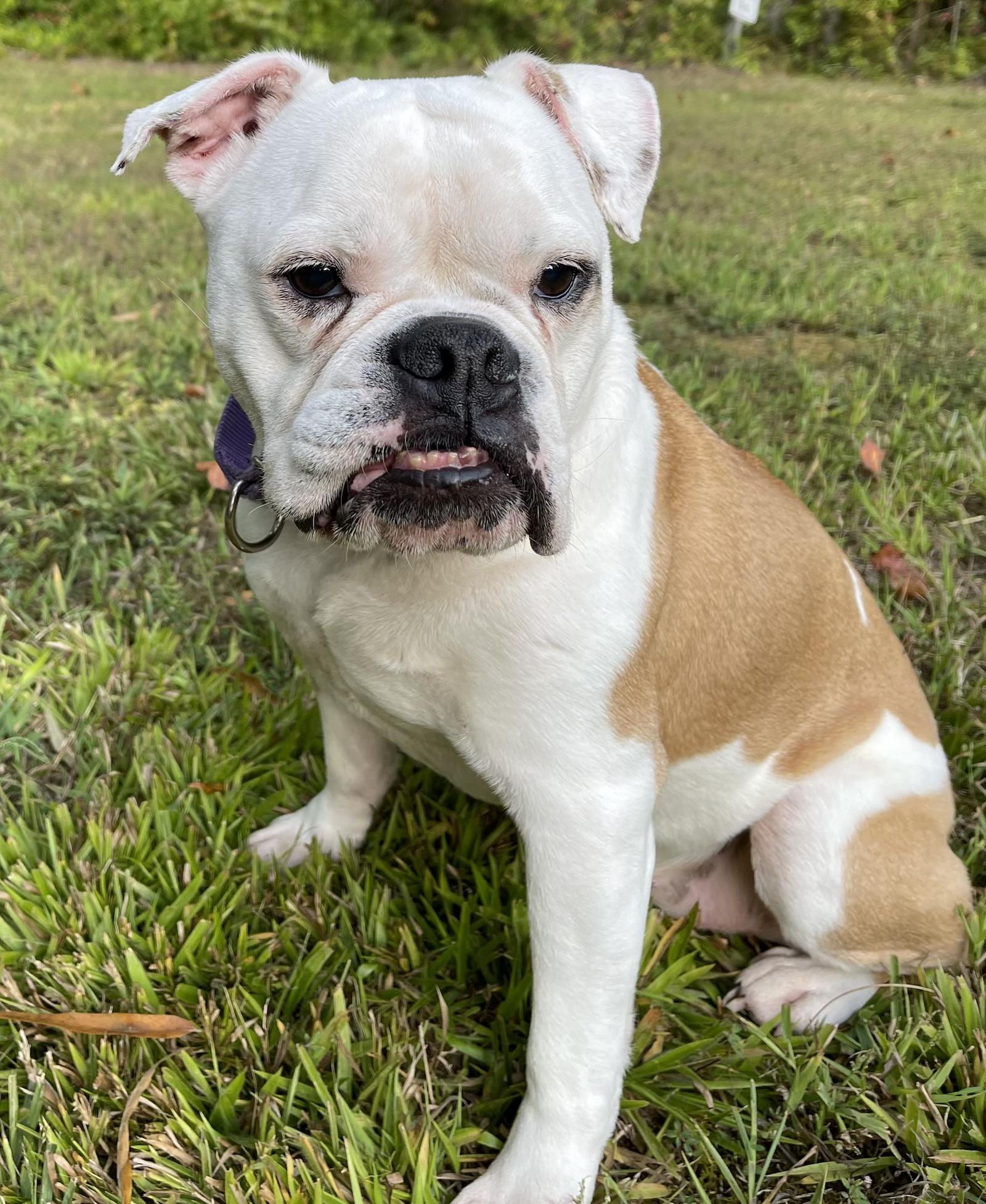Sweet Tart, a Adoptable American Bulldog in Richmond, VA image 1/3