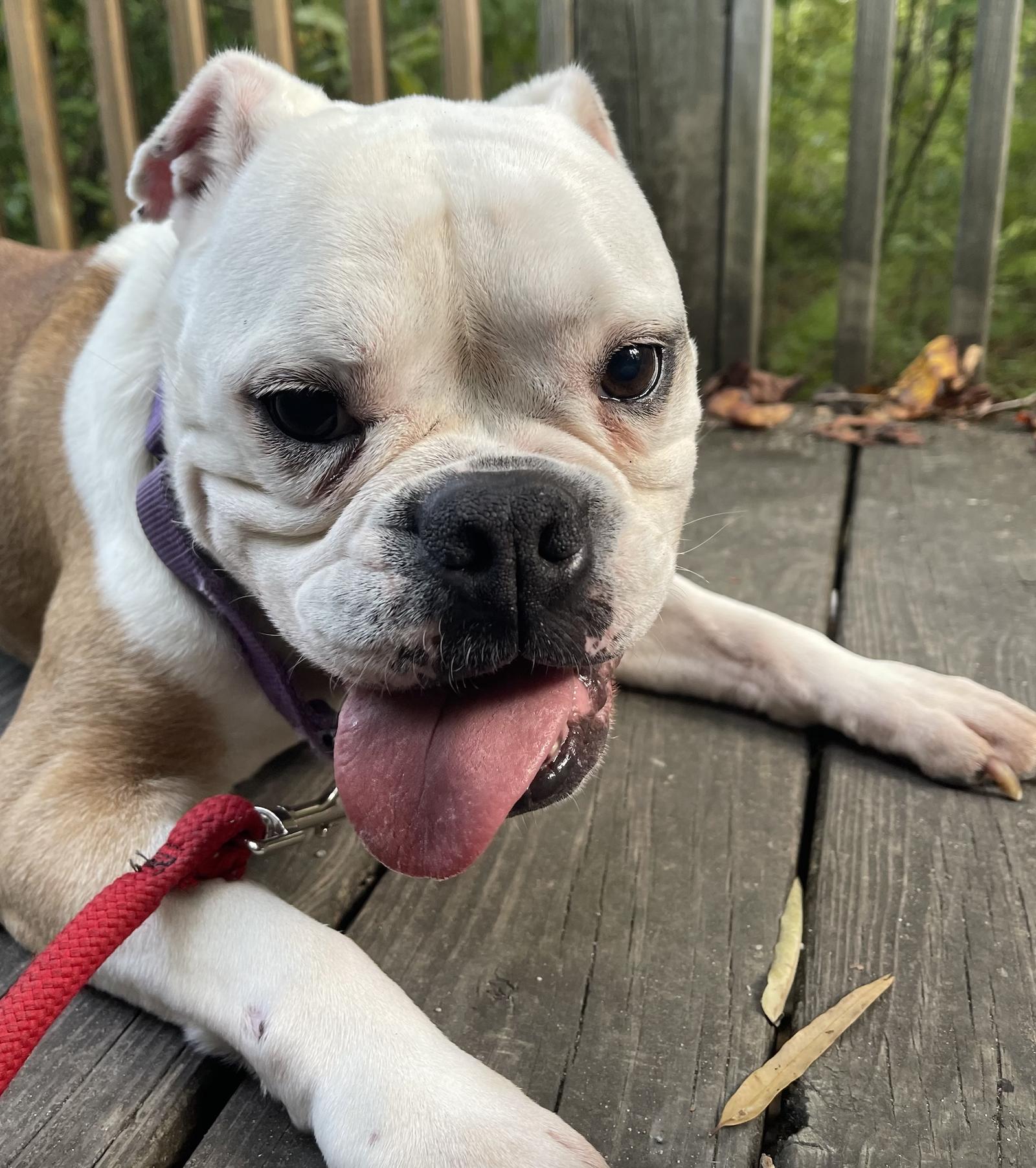 Sweet Tart, a Adoptable American Bulldog in Richmond, VA image 3/3