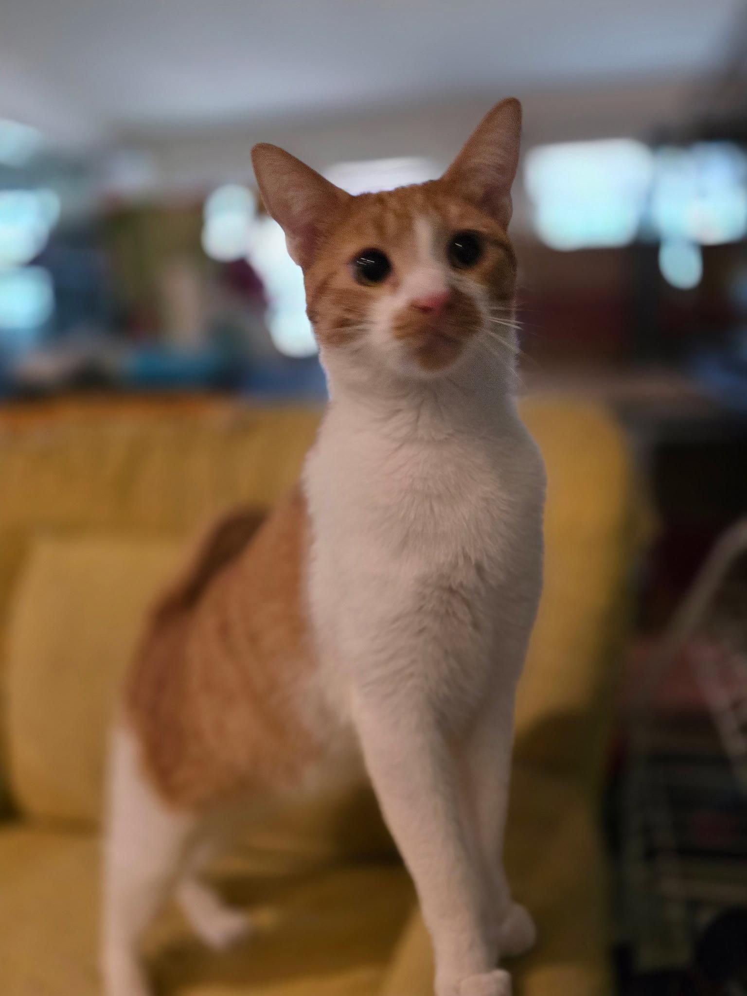 Enlarge Oscar ( NL), a Adoptable Domestic Short Hair in Vallejo, CA image 2/3