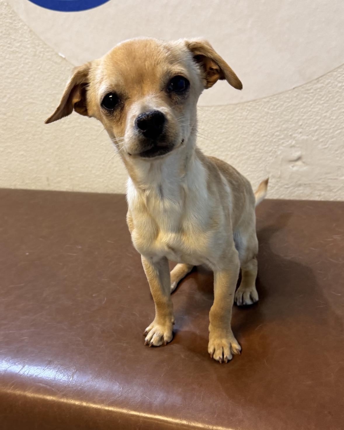 Chong aka Lucky Charms, Baby Male unknown