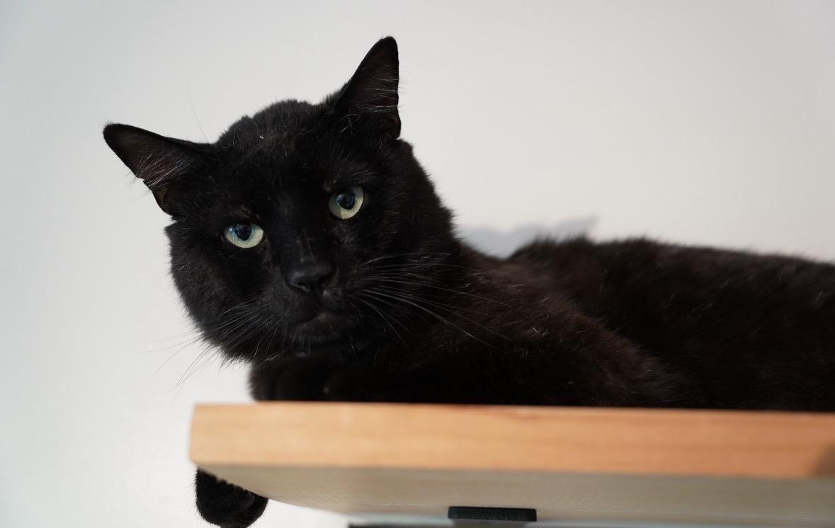 Enlarge Amadeus ( super friendly & a character), a ADOPTABLE Domestic Short Hair in Staten island, NY image 2/6