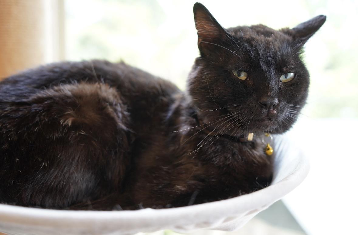 Enlarge Amadeus ( super friendly & a character), a ADOPTABLE Domestic Short Hair in Staten island, NY image 3/6