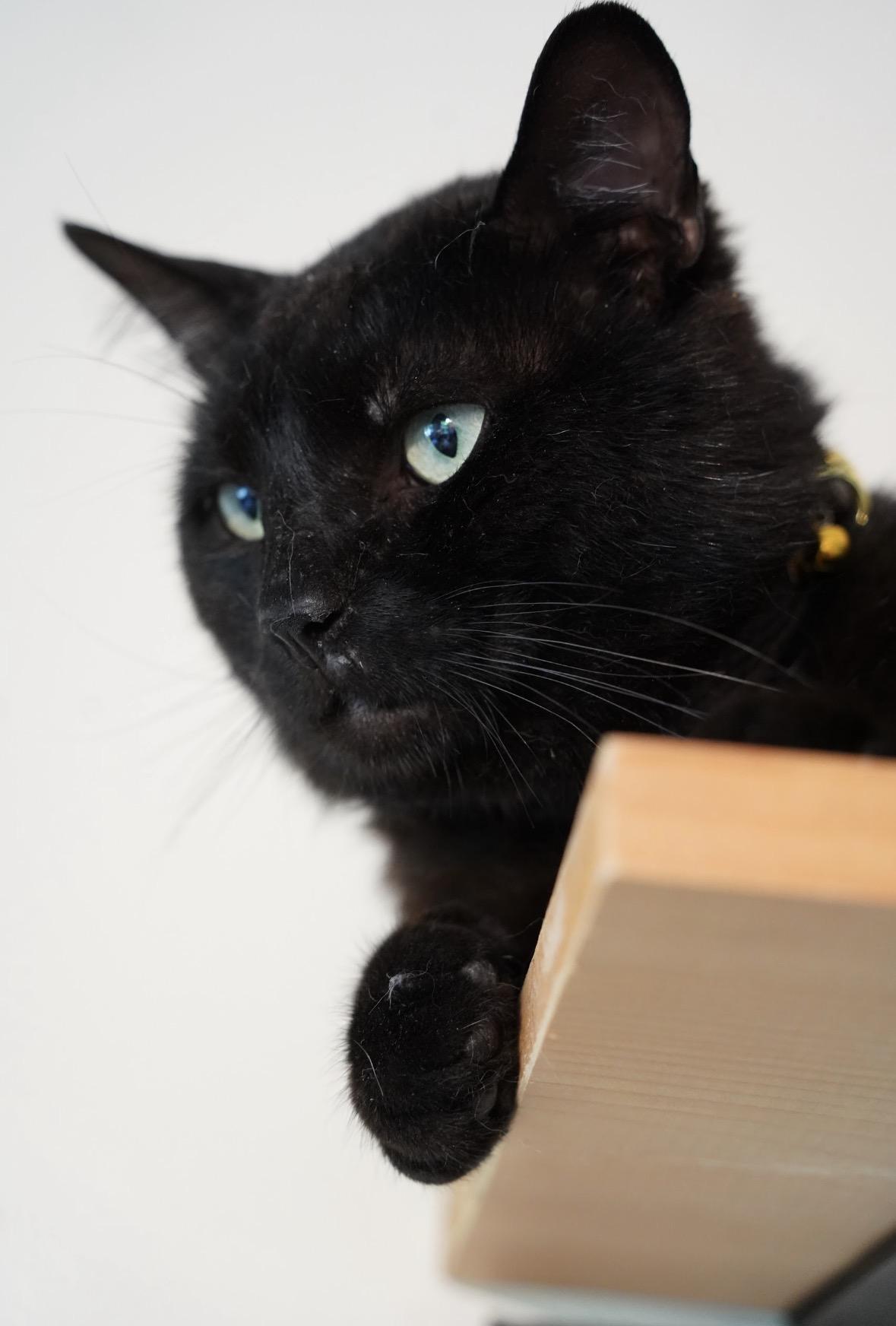 Amadeus ( super friendly & a character), ADOPTABLE, Adult Male Domestic Short Hair.