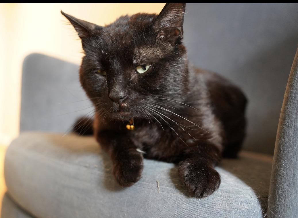 Enlarge Amadeus ( super friendly & a character), a ADOPTABLE Domestic Short Hair in Staten island, NY image 6/6