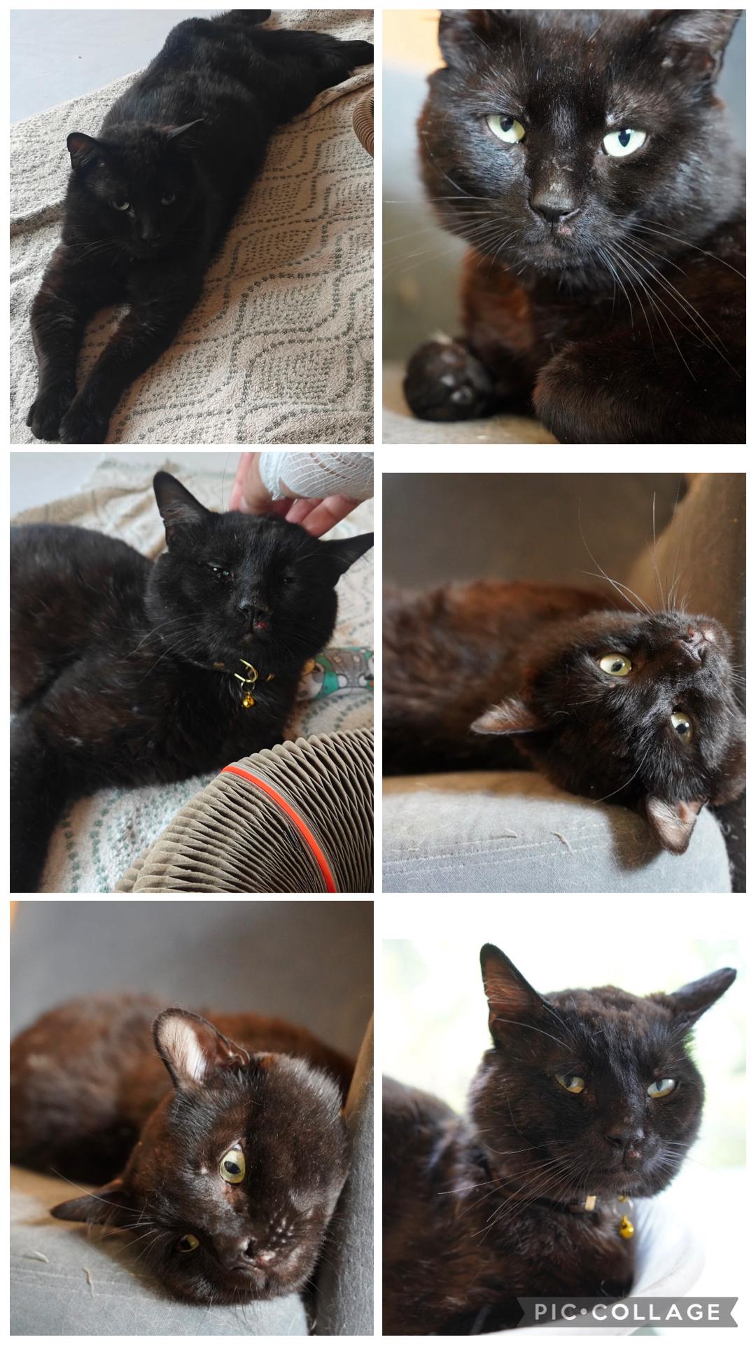 Enlarge Amadeus ( super friendly & a character), a ADOPTABLE Domestic Short Hair in Staten island, NY image 5/6