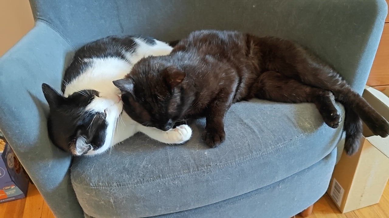 Enlarge Amadeus ( super friendly & a character), a ADOPTABLE Domestic Short Hair in Staten island, NY video 4/6