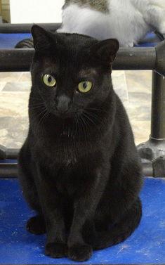 Susan, Adoptable, Young Female Domestic Short Hair.