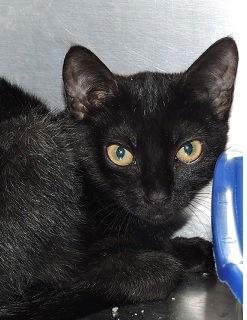 Susan, a Adoptable Domestic Short Hair in Massapequa, NY image 2/4