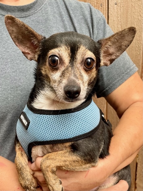 Chapo, a Adoptable Chihuahua in Belleville, NJ image 2/3