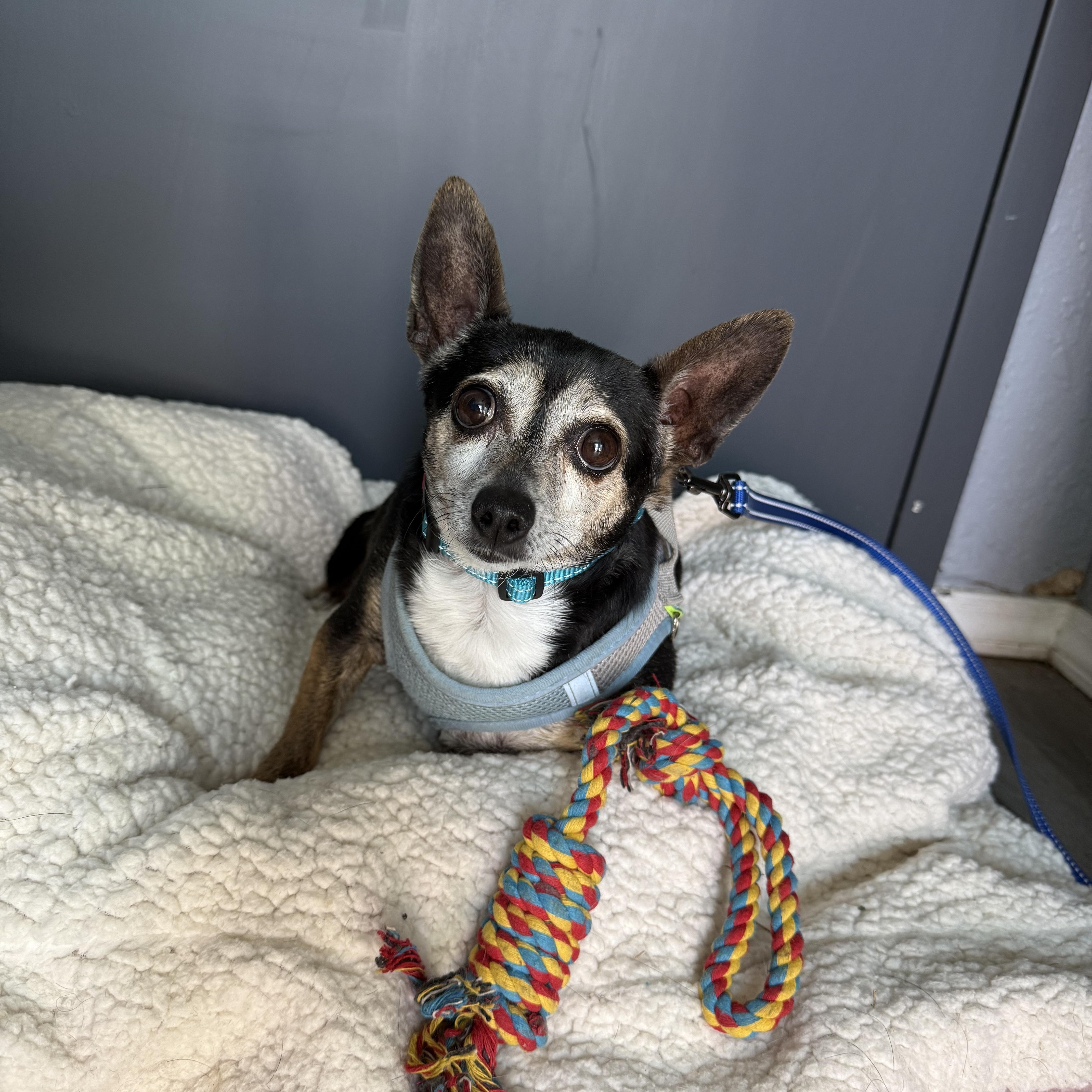 Chapo, a Adoptable Chihuahua in Belleville, NJ image 1/3